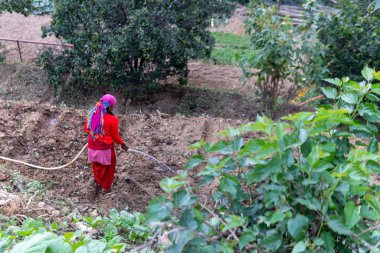 Nepal kırsalındaki tarlaları sulayan kadın.
