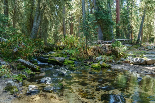 Malý potok na cestě k jezeru Finch — Stock fotografie