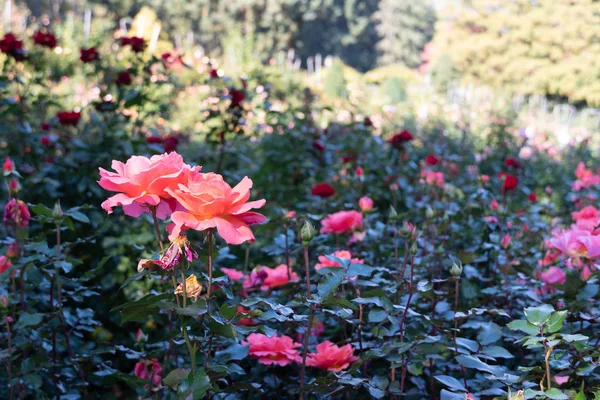Portland giardino di rose — Foto Stock