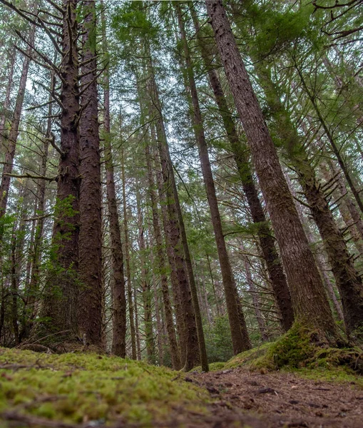 Árvores da floresta tropical ao longo da trilha costeira de Oregon — Fotografia de Stock