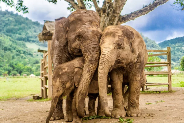 Chiang Mai, Tailandia — Foto de Stock