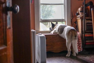 Pencereden bakan köpek