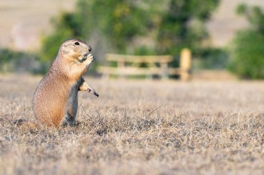 Güney Dakota Çorak Topraklarında Prarie Köpekleri