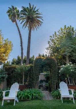 Palmiye ağaçları ve sahil sandalyeleri