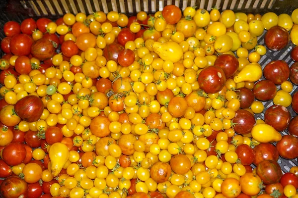 Tomaten — Stockfoto