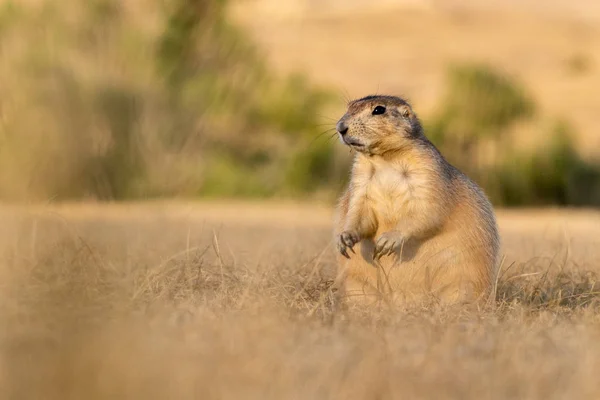 Prarie Dogs in South Dakota's Badlands — Stock Photo, Image