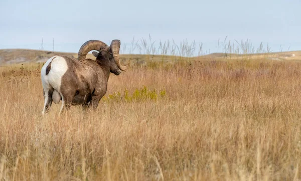 Chevreuil d'Amérique dans les Badlands Praries in South Sheep — Photo