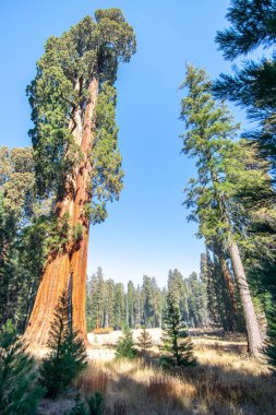Büyük Sequioa Ağacı Korusu