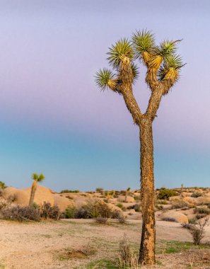 Joshua Tree Alacakaranlıkta - Arka planda Mor ve Pembe gökyüzü