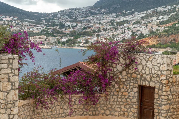 Purpurové květiny s výhledem na Středozemní moře a turecké pobřeží — Stock fotografie