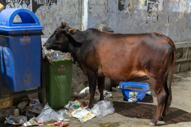 Hindistan 'da çöp yiyen inekler.