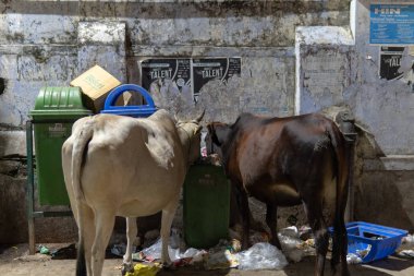 Hindistan 'da çöp yiyen inekler.