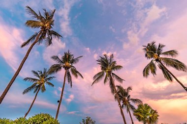 Bali 'de gün batımında palmiye ağaçları