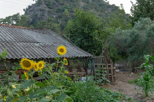 Słoneczniki i dom rustykalny w Turcji — Zdjęcie stockowe