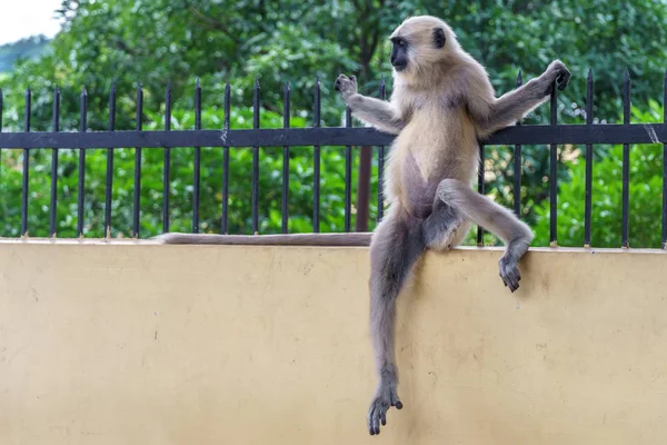 Macaco relaxante em cerca de metal — Fotografia de Stock