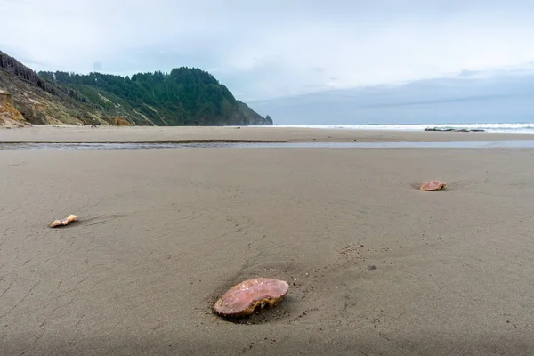 Oregon Coast Beach con cangrejos en la arena — Foto de Stock