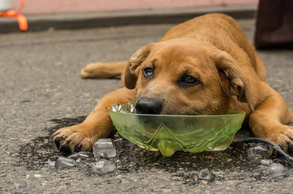 Köpek soğur kafasına kova dolusu buz