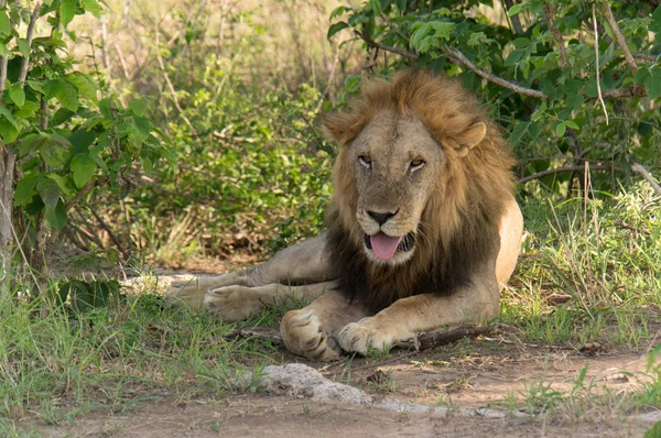 Afrikanischer Löwe Natur — Stockfoto