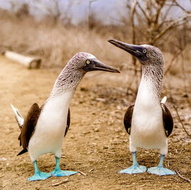 Ada de la Plata, Ekvador