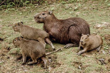 The Pampas (outside Rurrenabaque), Bolivia