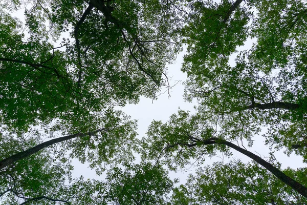 Lacune dans l'eau du Delaware — Photo