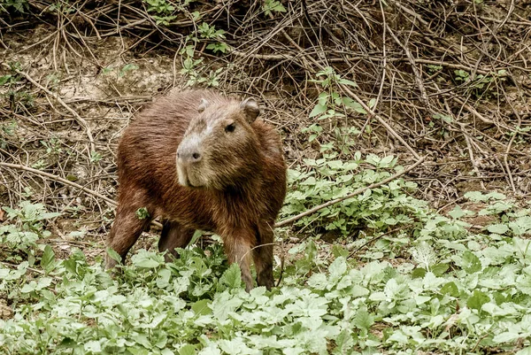 De Pampas (buiten Rurrenabaque), Bolivia — Stockfoto