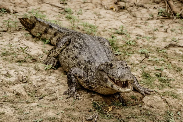 De Pampas (buiten Rurrenabaque), Bolivia — Stockfoto