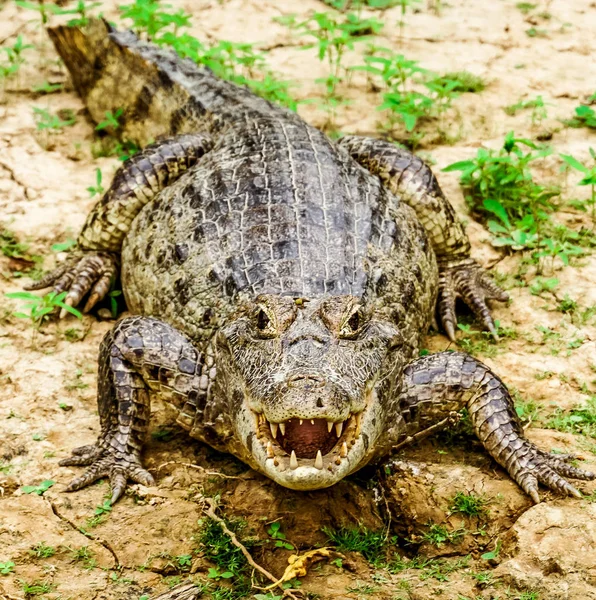 The Pampas (outside Rurrenabaque), Bolivia — Stock Photo, Image