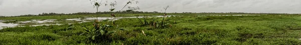 The Pampas (outside Rurrenabaque, Bolivia — 스톡 사진