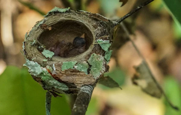 Amazonian Jungle (Rurrenabaque), Bolivia — 스톡 사진