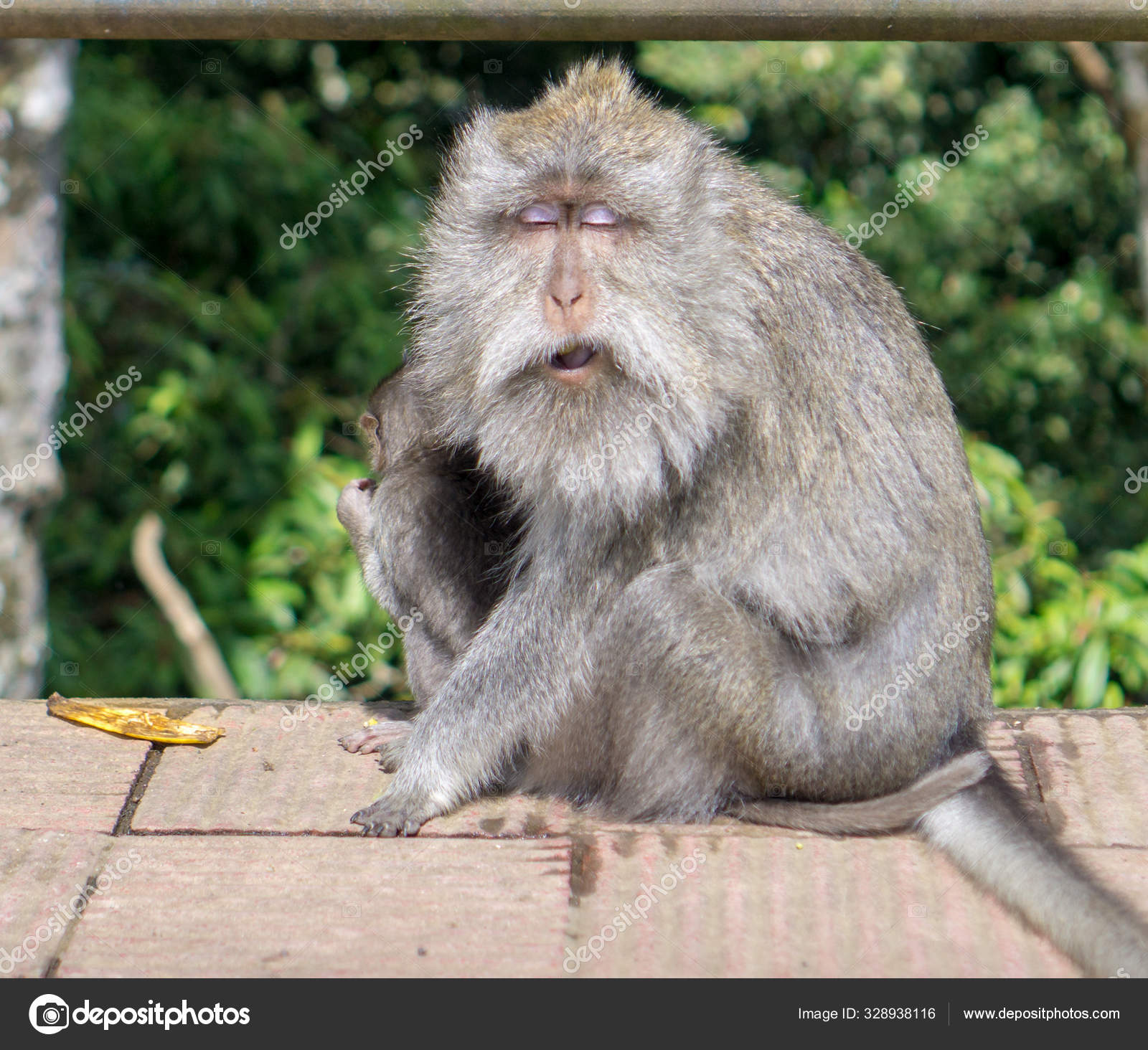 обезьяны узконосые приматы. капуцин. Old monkey перевод. Old monkey перевод. приматы шимпанзе.