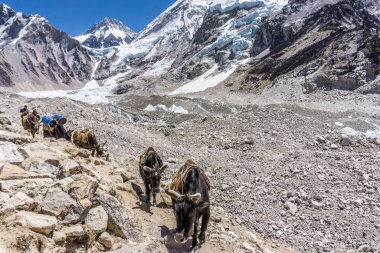 Öldüremediğimiz Shep Ebc, Nepal