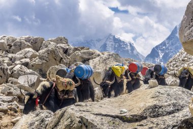 Öldüremediğimiz Shep Ebc, Nepal