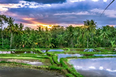 Ubud (Bali), Endonezya