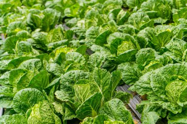 Cameron highlands, Malezya