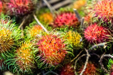 Cameron highlands, Malezya