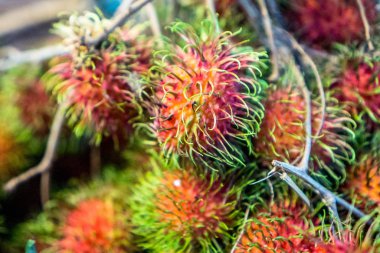 Cameron highlands, Malezya