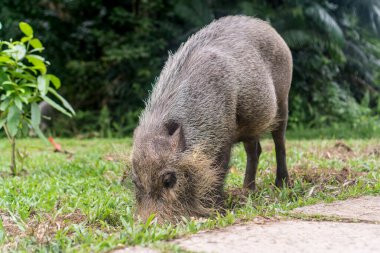 Kuching (Sarawak), Borneo