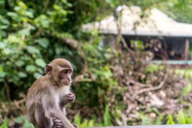 Kuching (Sarawak), Borneo