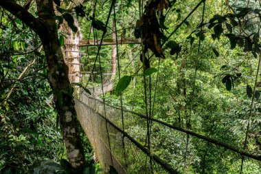 Mulu (Sarawak), Borneo