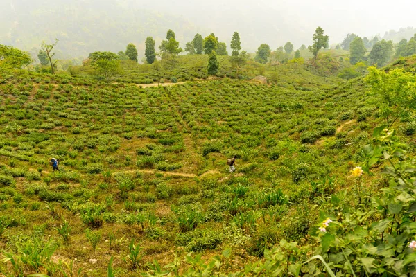 Kurseong (Darjeeling), Ινδία — Φωτογραφία Αρχείου