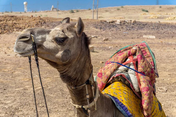 Thar Desert, Jaisalmer, India — Foto de Stock