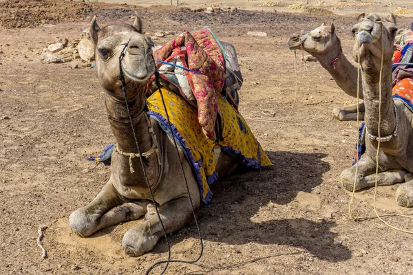 Thar Desert, Jaisalmer, India — Foto Stock