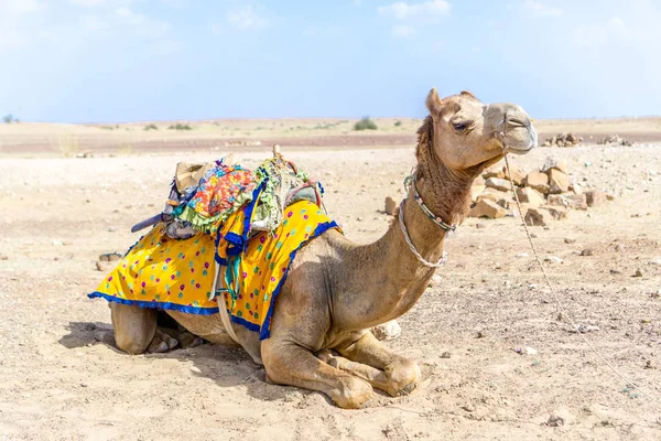 印度Jaisalmer的塔尔沙漠 — 图库照片