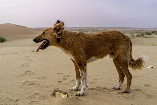 Thar Desert, Jaisalmer, India — Foto Stock