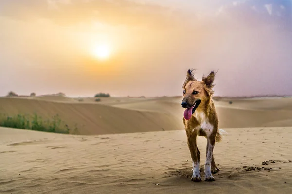 Thar Desert, Jaisalmer, Índia — Fotografia de Stock