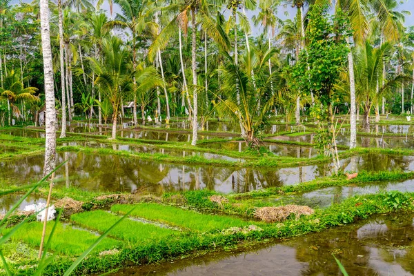 Ubud (Bali), Indonesia — Stock Photo, Image