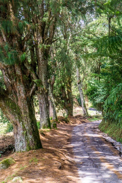 Caminhe Até Brinchang Através Mossy Forest Trail — Fotografia de Stock