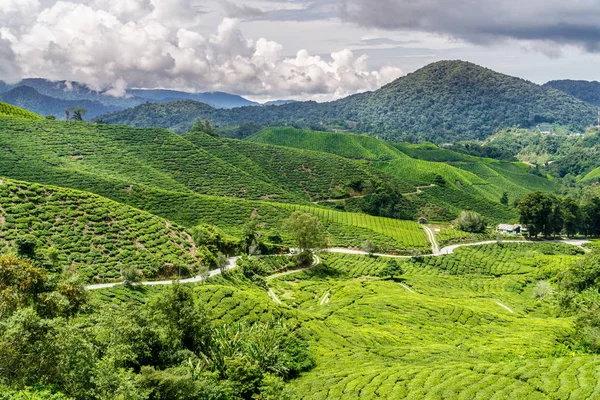 Mt. Brinchang Mossy ormanı için yürüyüş ve hiçbir 1 iz