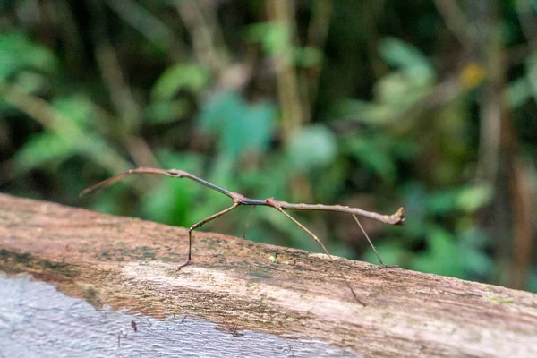 Mulu (Sarawak), Borneo — Foto Stock